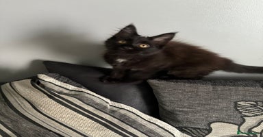Maine Coon cats - Advert 16
