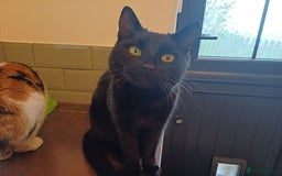 Mixed Breed cats for sale: 6 Lovely and Friendly Cats - Different colours - Advert 19