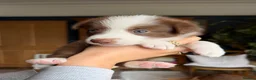 Border Collie dogs for sale: Red & white tri Merle border collie puppies puppy - Advert 4