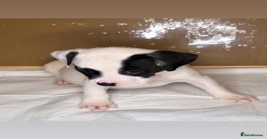 American Bulldog dogs - Advert 6