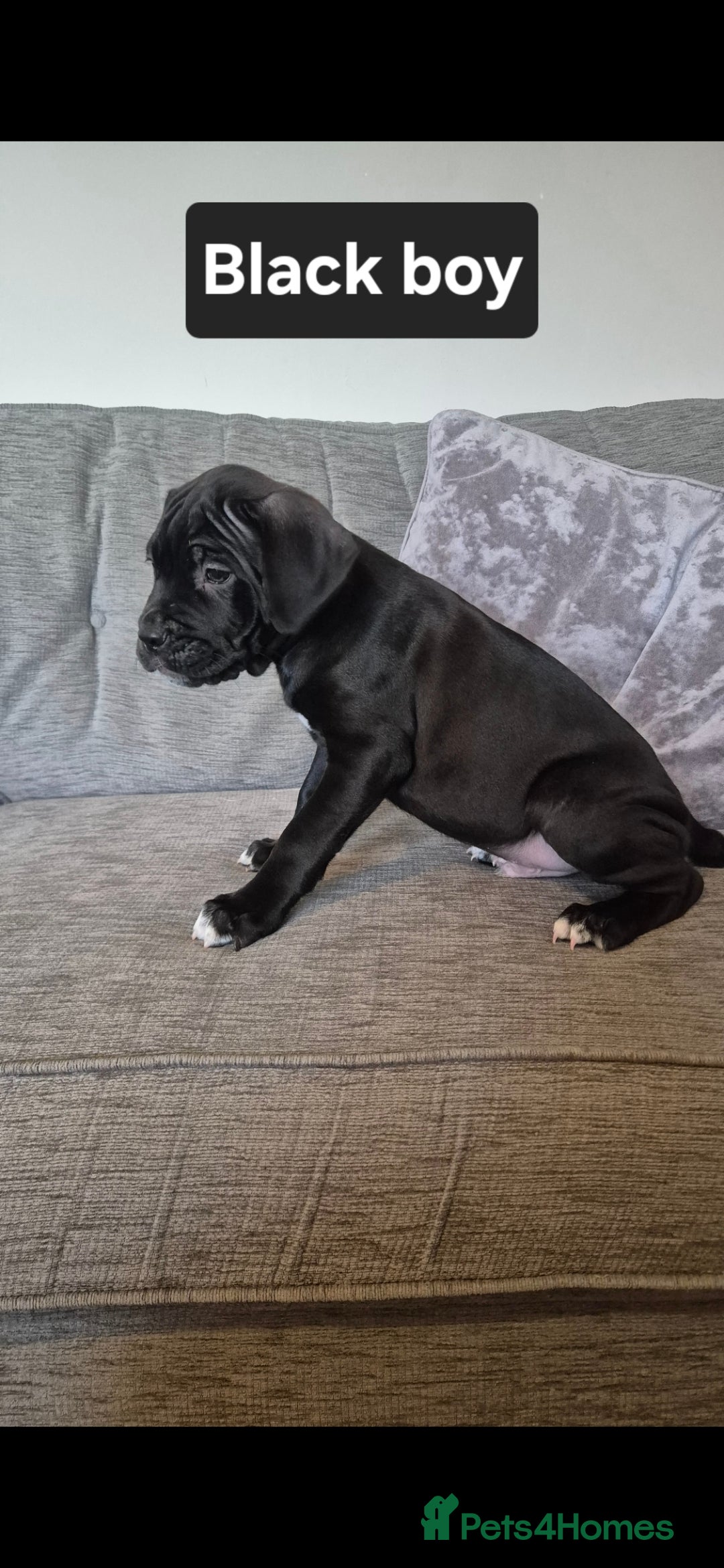 Cane Corso dogs for sale: Ready for new homes, cane corsos.  - Advert 7