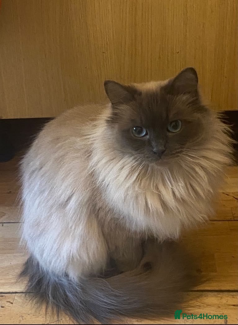 Ragdoll cats Ragdoll  - Advert 6