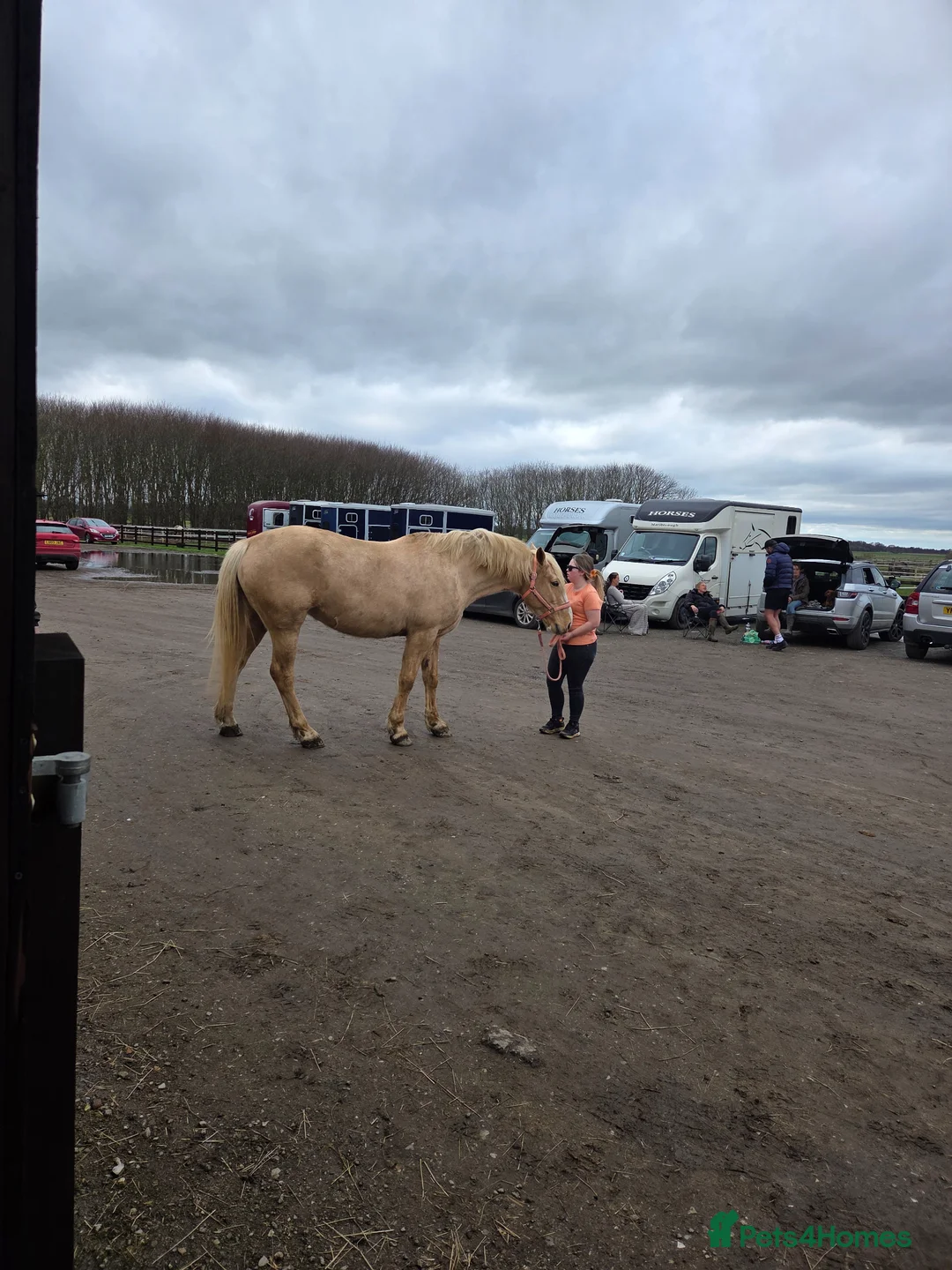 Polish Warmblood horses for sale: Stunning 16.3 palamino warmblood in Doncaster - Advert 2