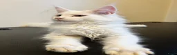 Maine Coon cats for sale: Maine coon kittens looking for new homes - Advert 4