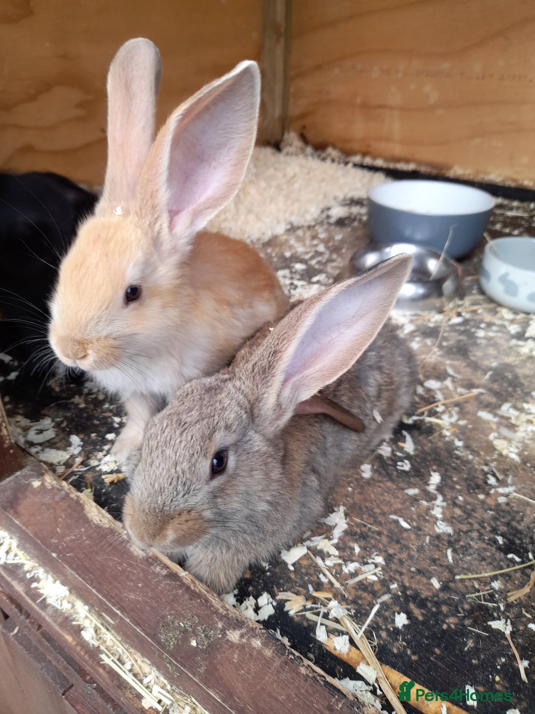 Continental Giant rabbits for sale: Beautiful Giant Continental Babies - Image 7