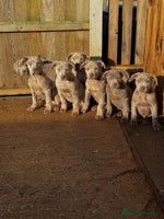 Mixed Breed dogs - Advert 11