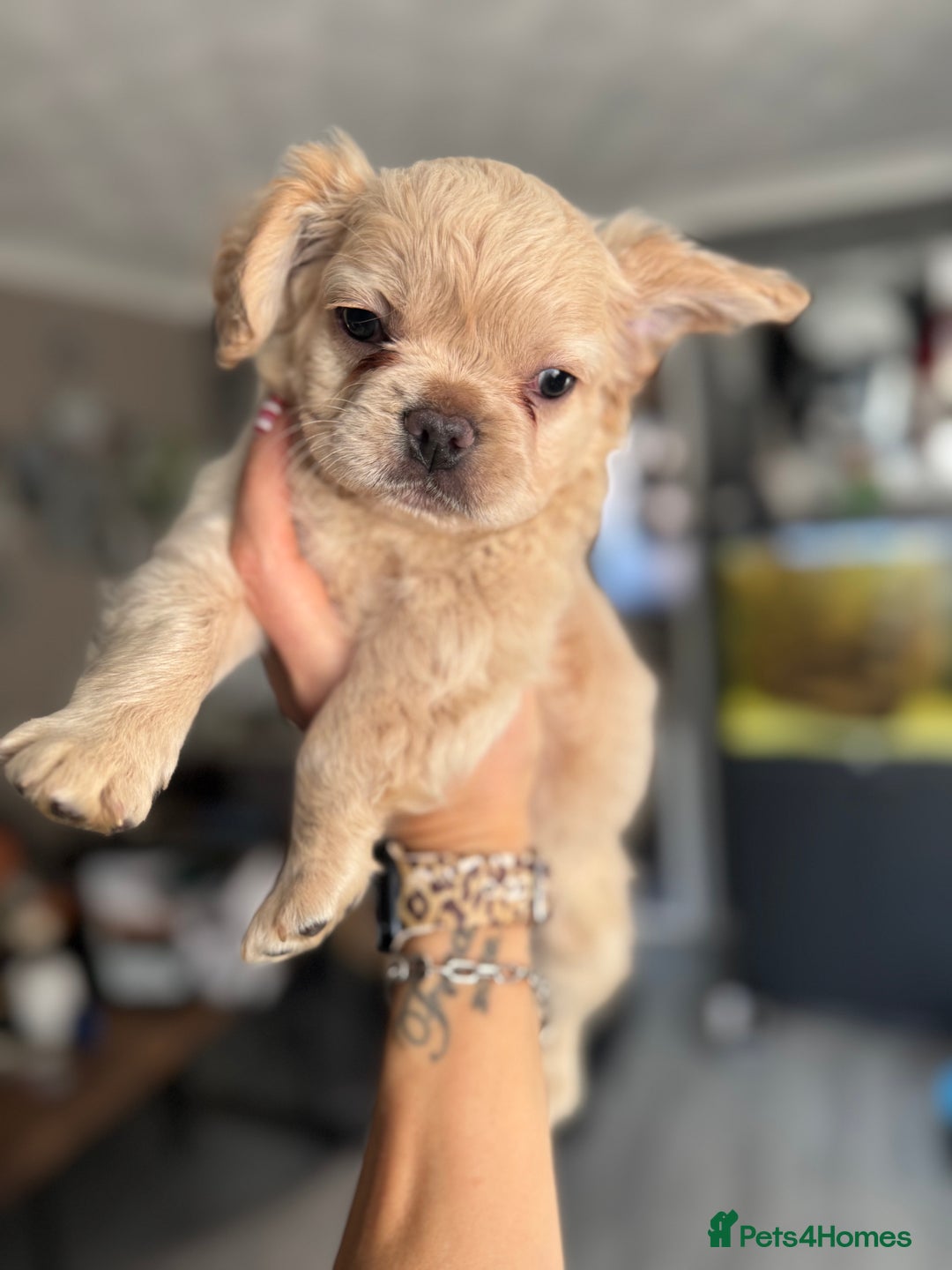 French Bulldog dogs for sale: Chunky french bulldog - Advert 9