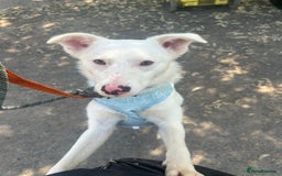 Mixed Breed dogs for adoption: Meet Goose, currently residing in Cheshire  - Image 4