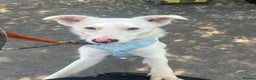 Mixed Breed dogs for adoption: Meet Goose, currently residing in Cheshire  - Advert 4