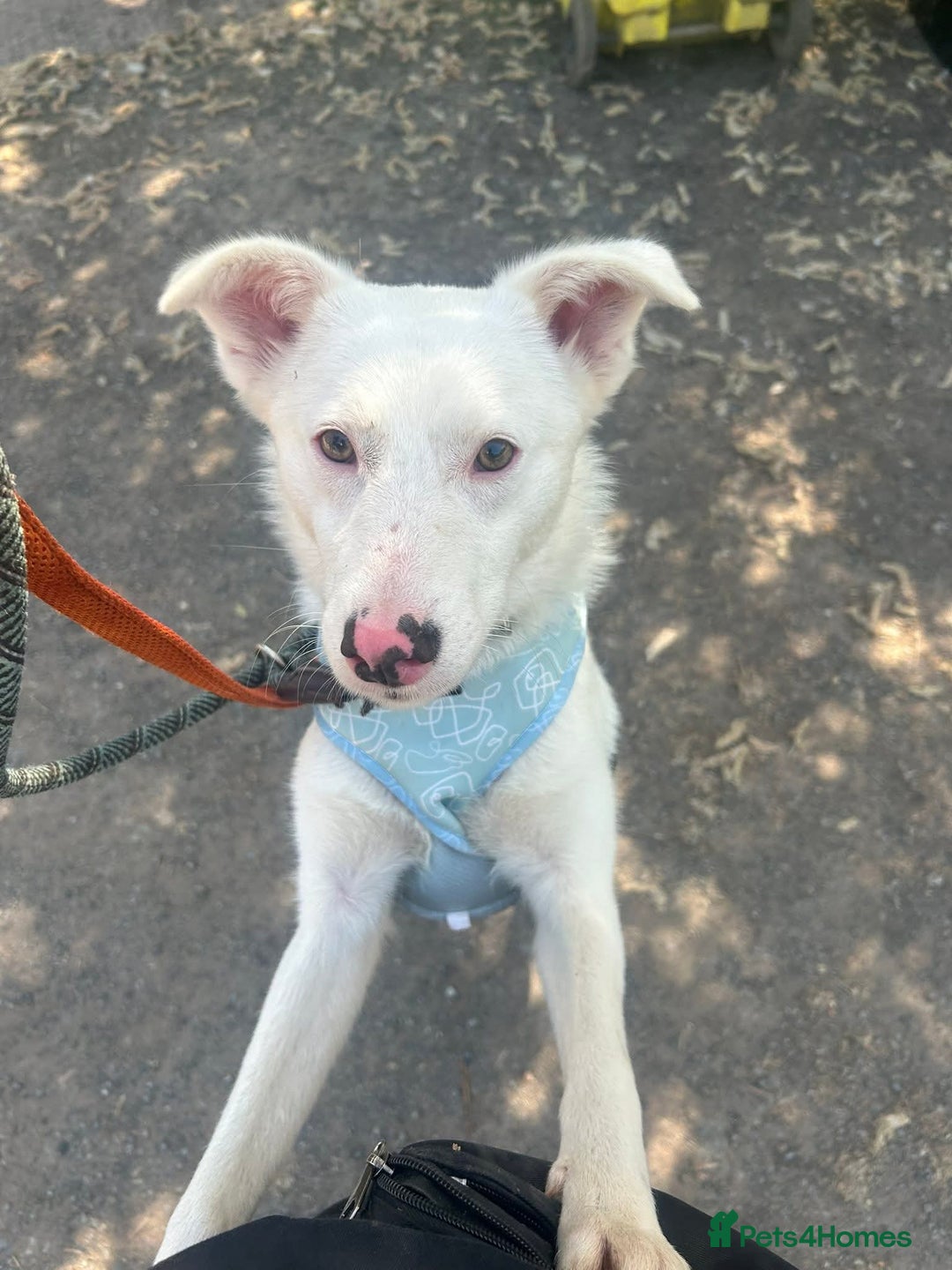 Mixed Breed dogs for adoption: Meet Goose, currently residing in Cheshire  - Image 4