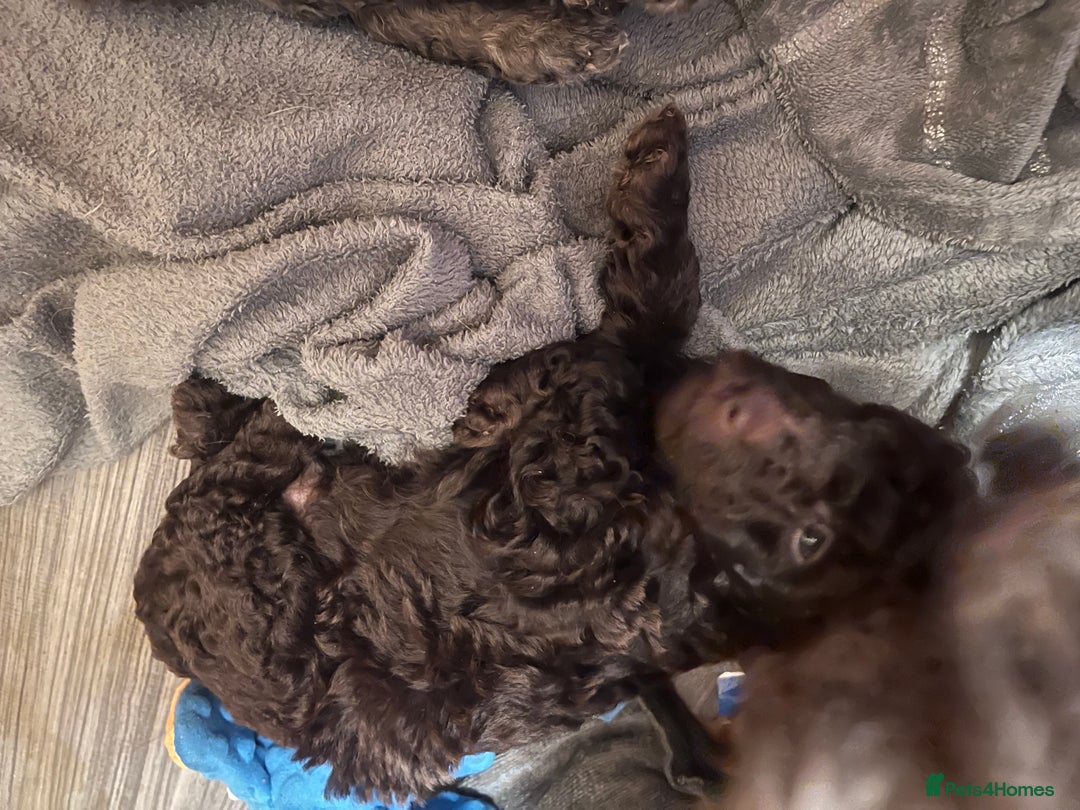 Labradoodle dogs for sale: 🐾Stunning Mini Labradoodle F1b Pups DNA Check🐾  - Image 35