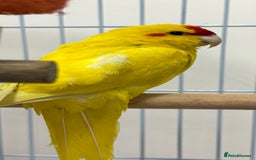 Parrots birds for sale: Beautiful Adorable Kakariki Talking Parrots - Image 16