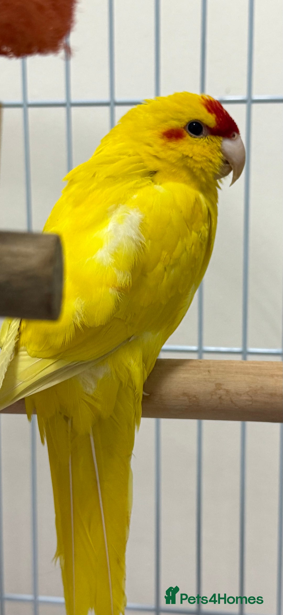 Parrots birds for sale: Beautiful Adorable Kakariki Talking Parrots - Image 16