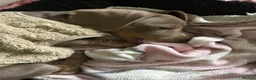 Miniature Dachshund dogs for sale: Mini dachshund blue lilac  - Advert 4