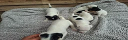 Jack Russell dogs for sale: Outstanding Jack Russel puppies - Advert 12