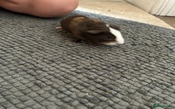 Guinea Pig rodents for sale: Guinea pigs for sale  - Image 10