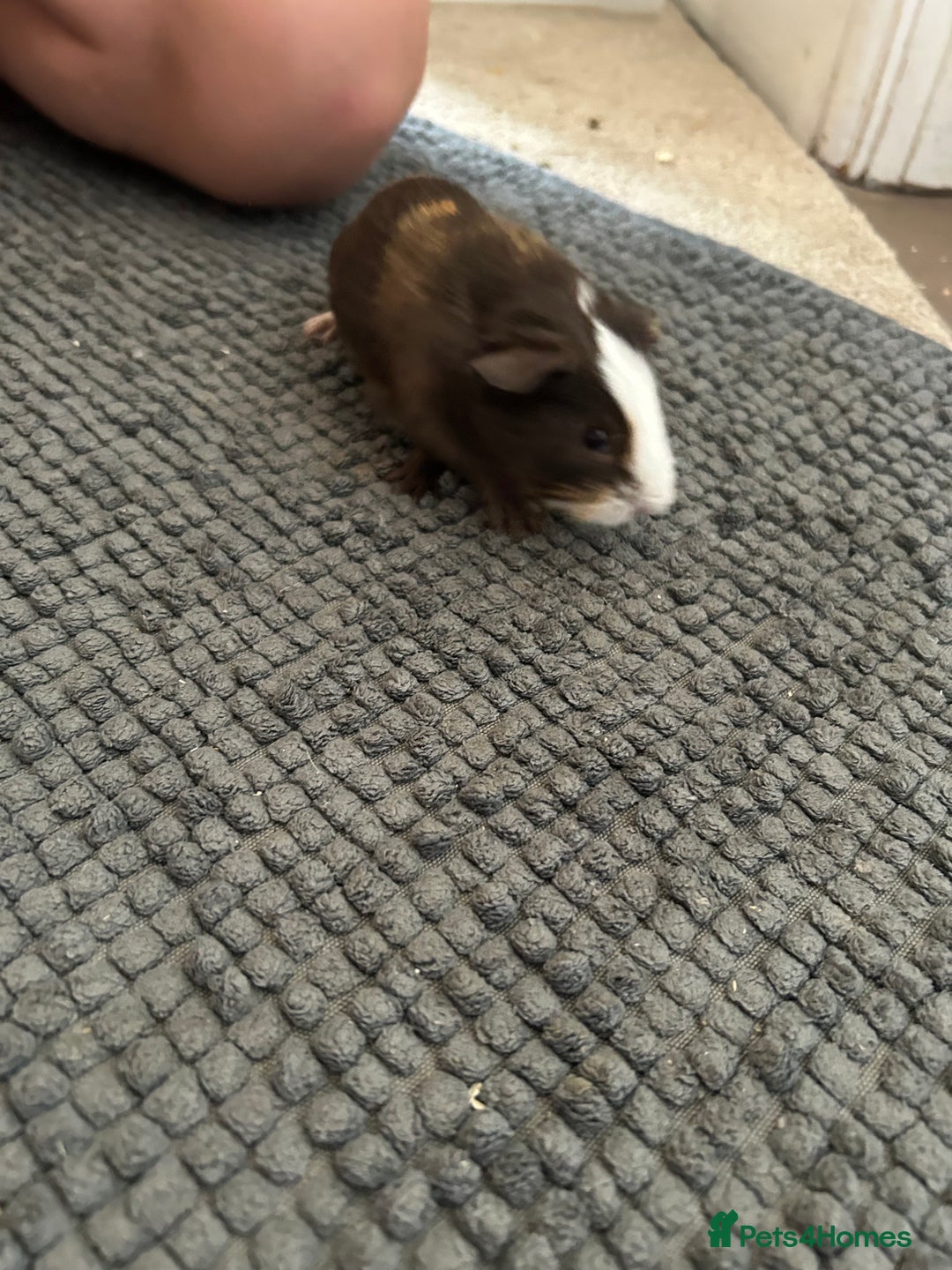 Guinea Pig rodents for sale: Guinea pigs for sale  - Image 10