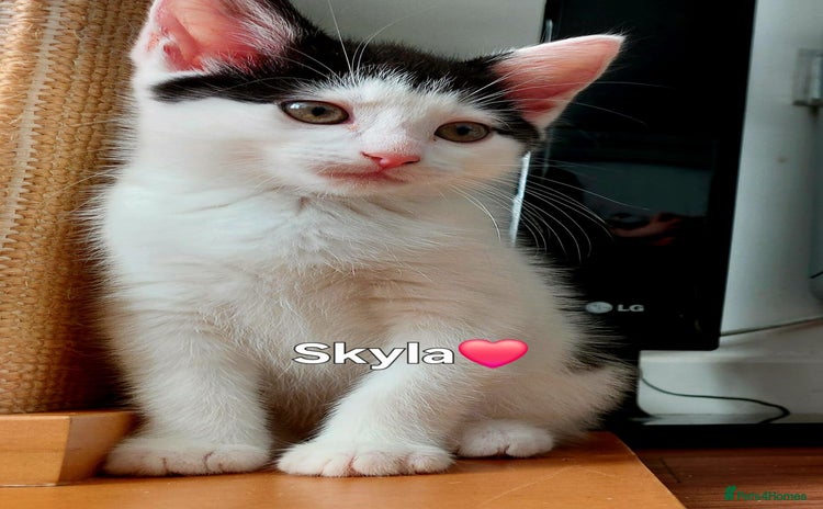 Mixed Breed cats - Advert 2