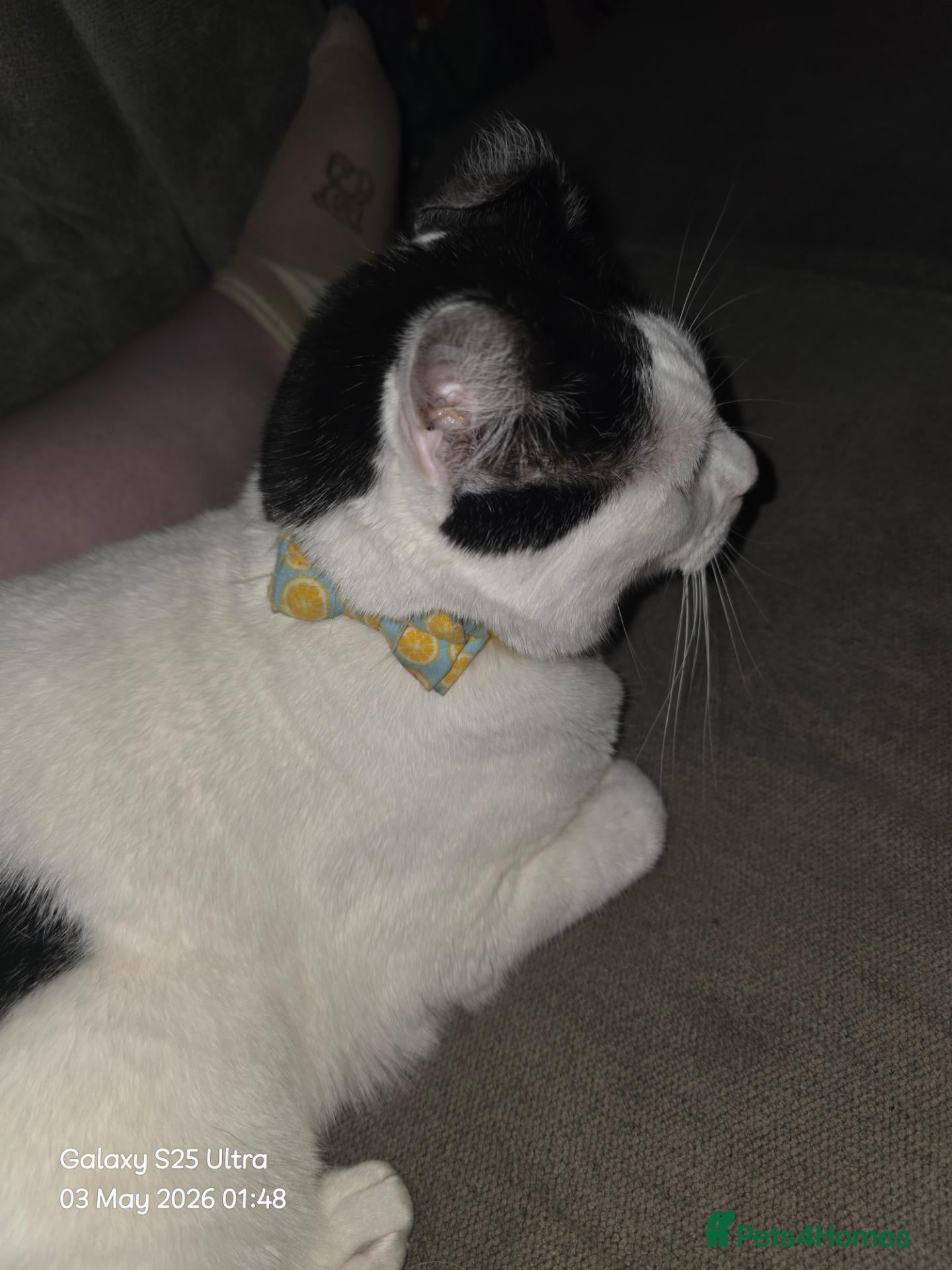 Domestic Shorthair cats Female cat for sale  - Advert 3