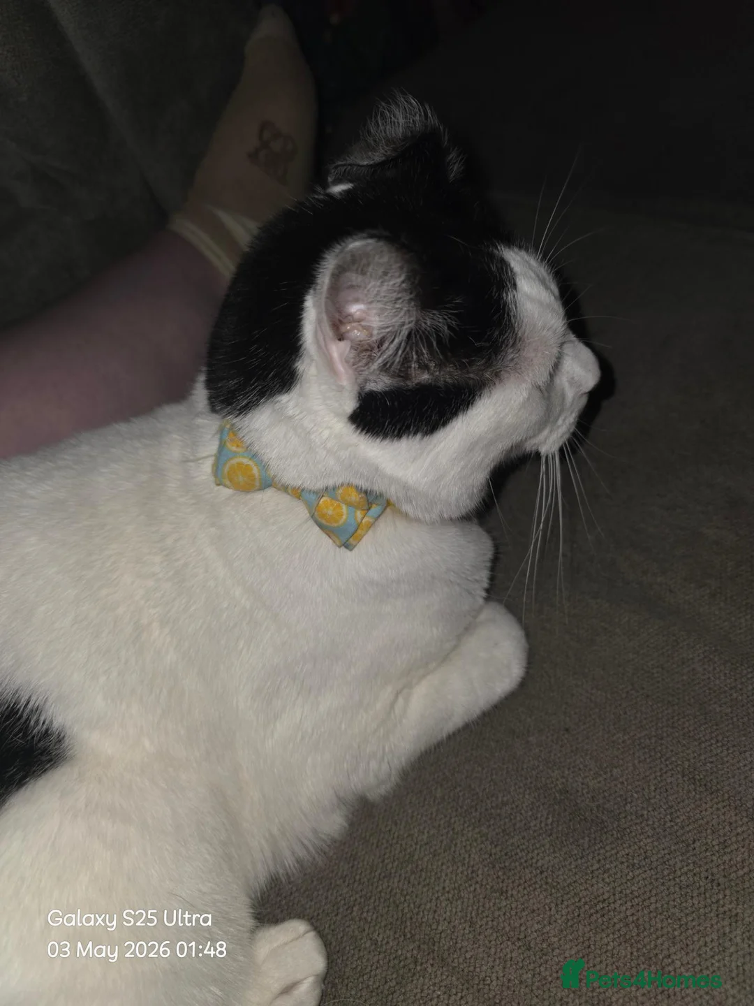 Domestic Shorthair cats for sale: Female cat for sale  - Advert 1