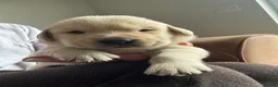 Goldador dogs for sale: Gorgoeus Goldador’s Health tested  - Advert 22
