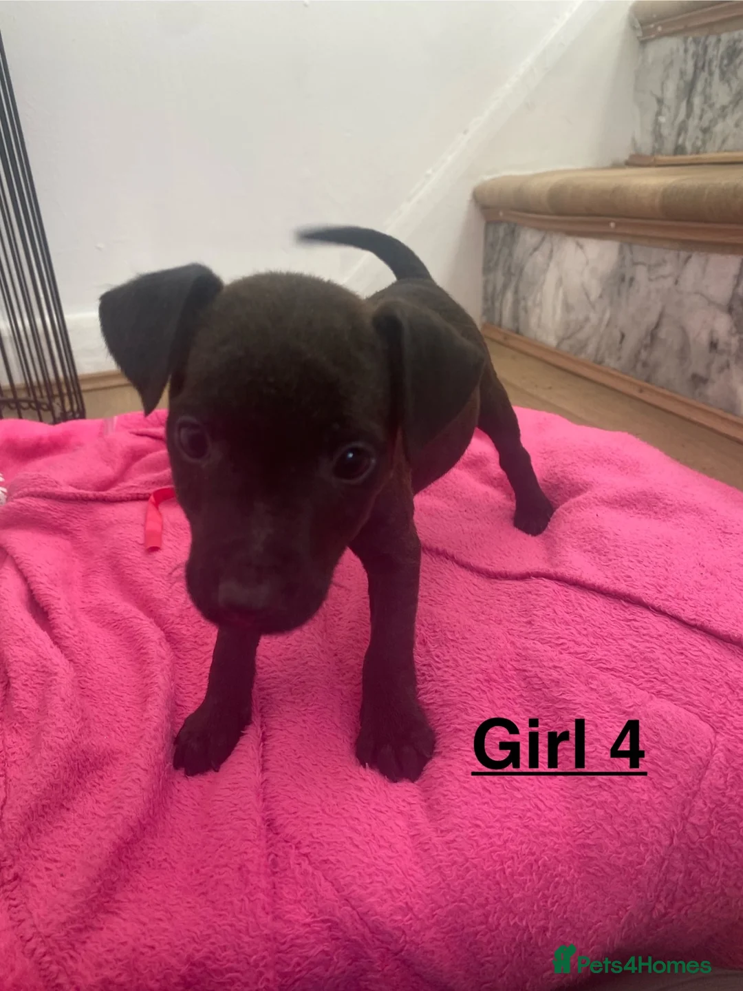 Mixed Breed dogs for sale: Patterdale x Lakeland  - Advert 9
