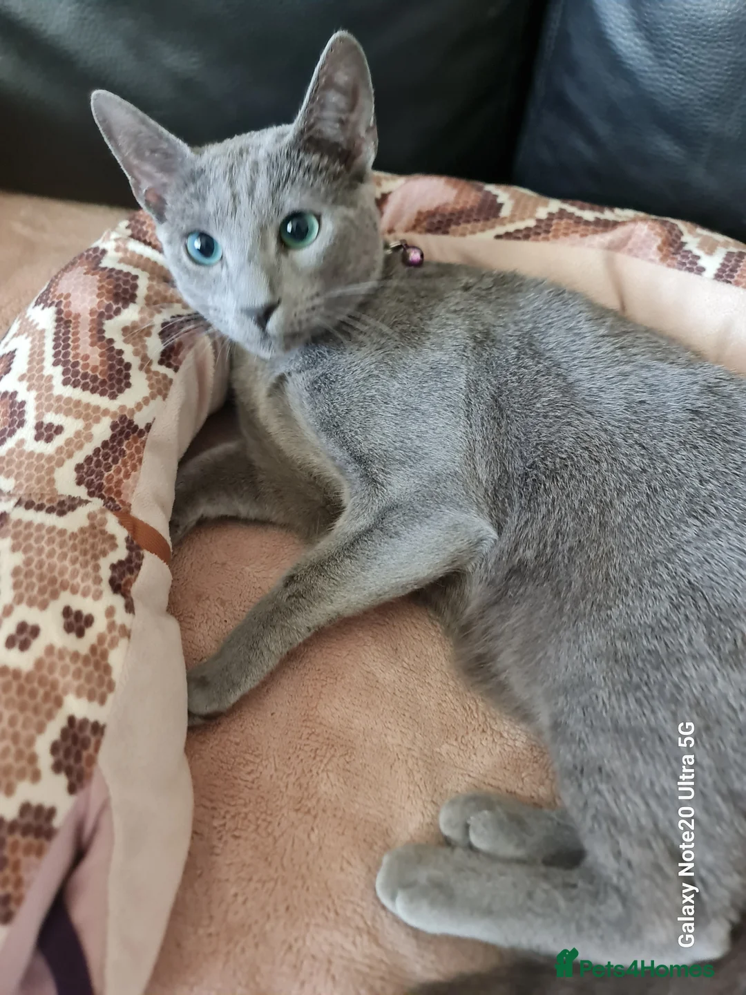 Russian Blue cats for sale: Pure Pedigree Russian blue young male - Advert 1