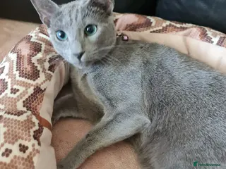 Russian Blue cats Pure Pedigree Russian blue young male - Advert 3