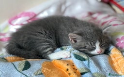 Mixed Breed cats for sale: 3 mixed kittens 😸😸😸 - Image 3
