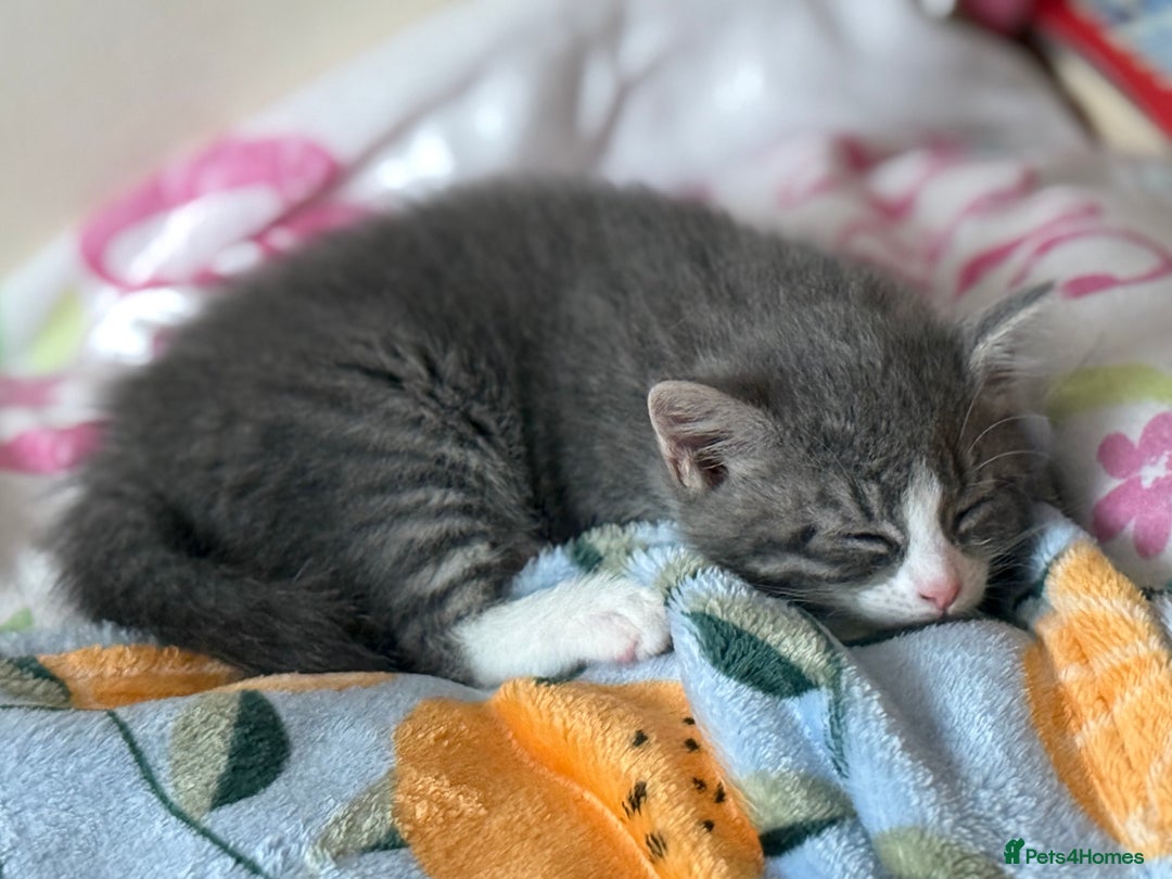 Mixed Breed cats for sale: 3 mixed kittens 😸😸😸 - Image 3