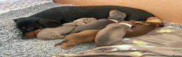 Miniature Dachshund dogs for sale: Miniature Dachshund Puppies Ready Now - Advert 8