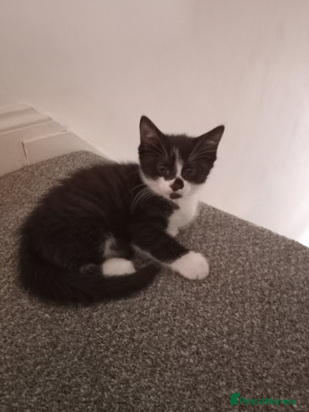 British Shorthair cats for sale: Kittens - Image 8