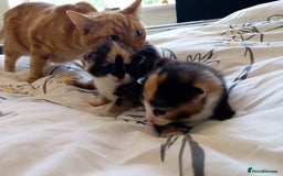 Mixed Breed cats for sale: 3 beautiful kittens  - Image 4