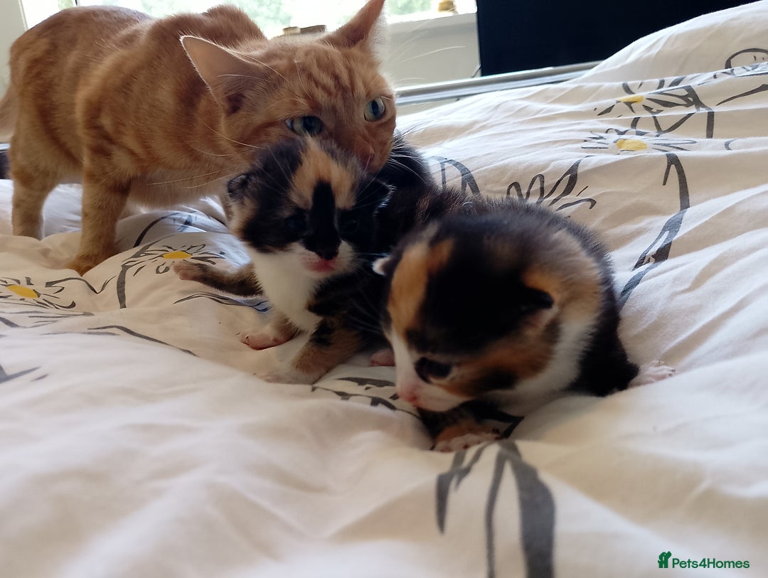 Mixed Breed cats for sale: 3 beautiful kittens  - Image 4