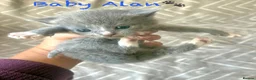Mixed Breed cats for sale: British Blue/Silver Tabby Babies - Advert 11