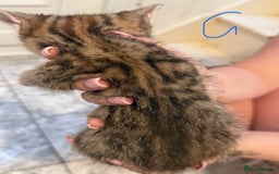 British Shorthair cats for sale: 5 kittens (3 female 2 male)  - Image 4