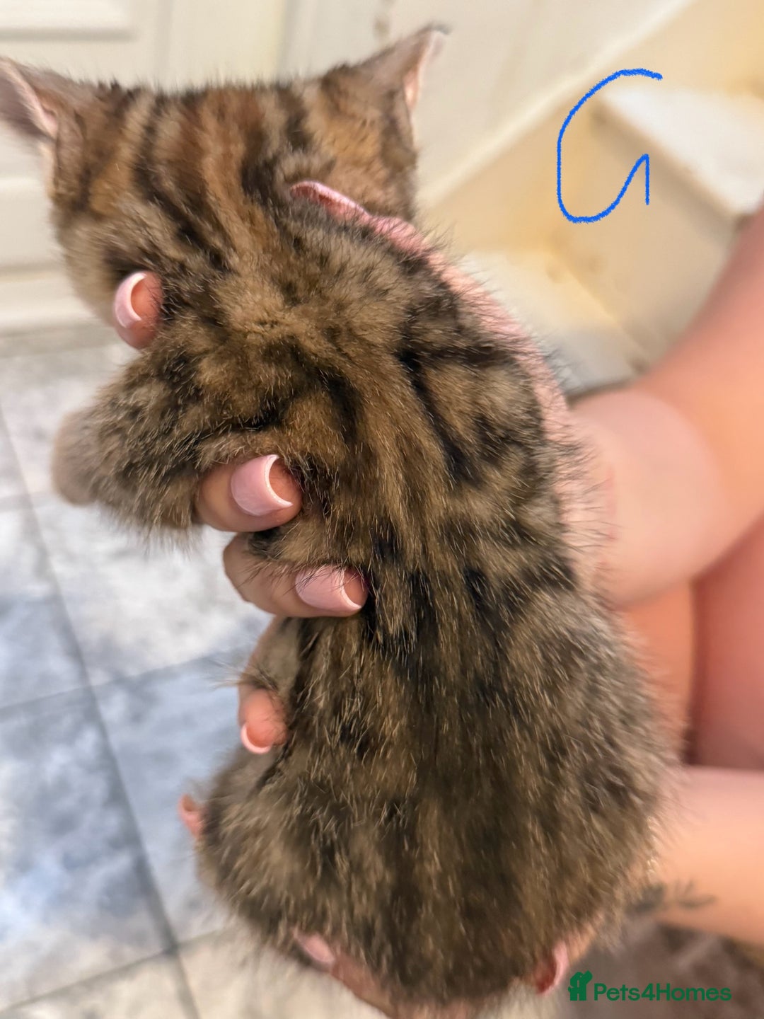 British Shorthair cats for sale: 5 kittens (3 female 2 male)  - Image 4