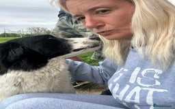 Mixed Breed dogs for adoption: Hope - Norwich Norfolk  - Image 3