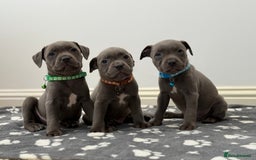 Staffordshire Bull Terrier dogs for sale: Beautiful Babies Ready to Leave  - Image 1