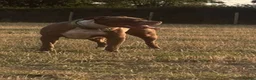 Mixed Breed dogs for sale: Bandogge mastiff pups  - Advert 7