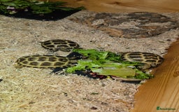 Tortoise reptiles for sale: BABY HORSEFIELD TORTOISES - Image 2