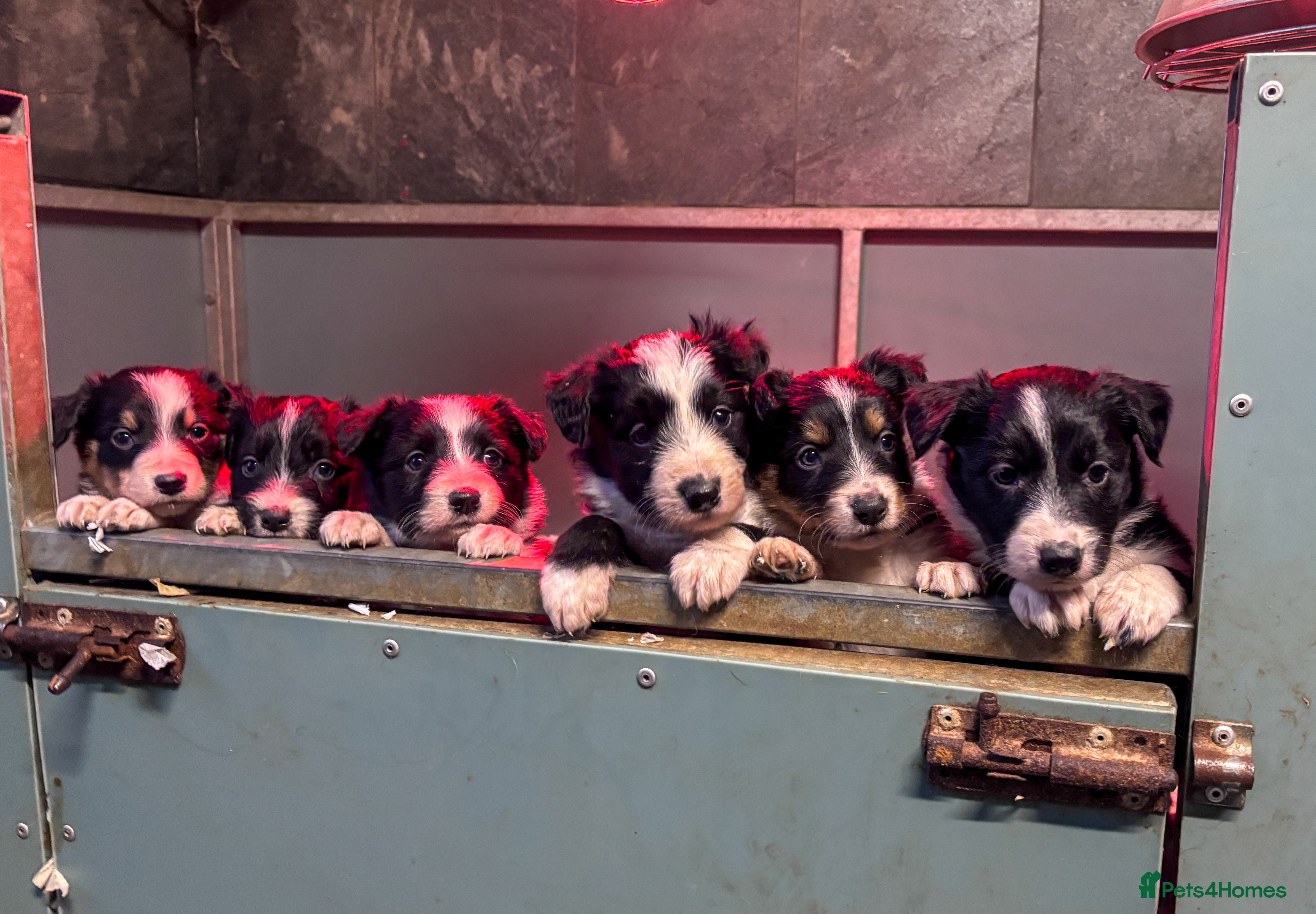 Mixed Breed dogs Bearded Collie x Border Collie male pups - Advert 2