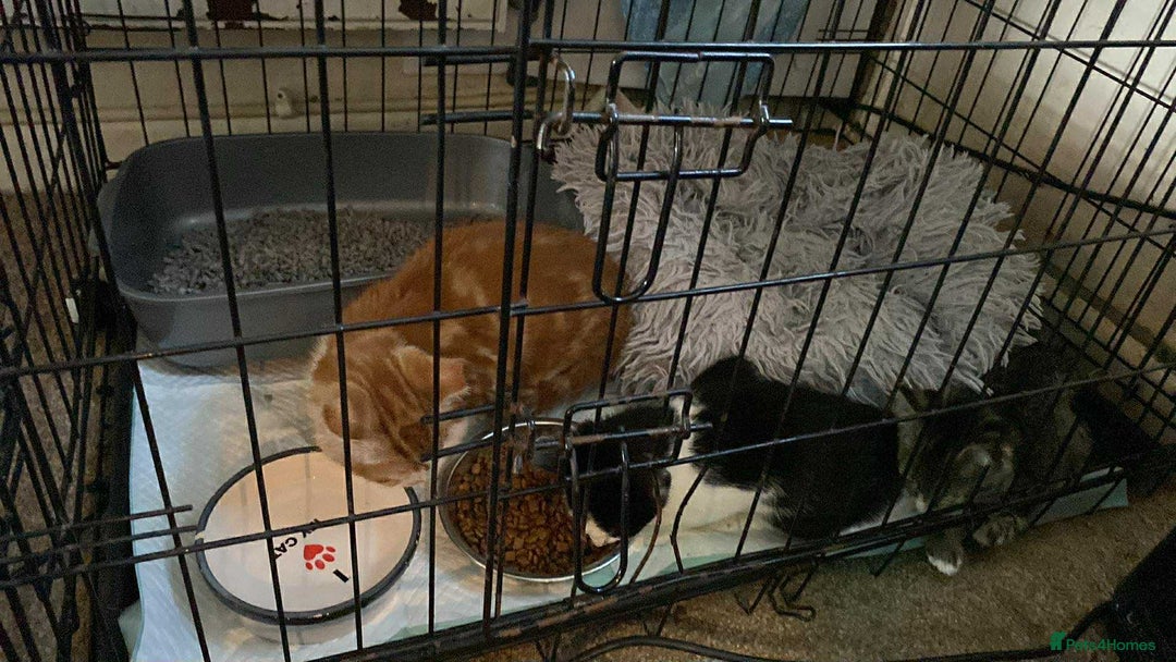 Mixed Breed cats for sale: 4 Feral kittens - Image 2