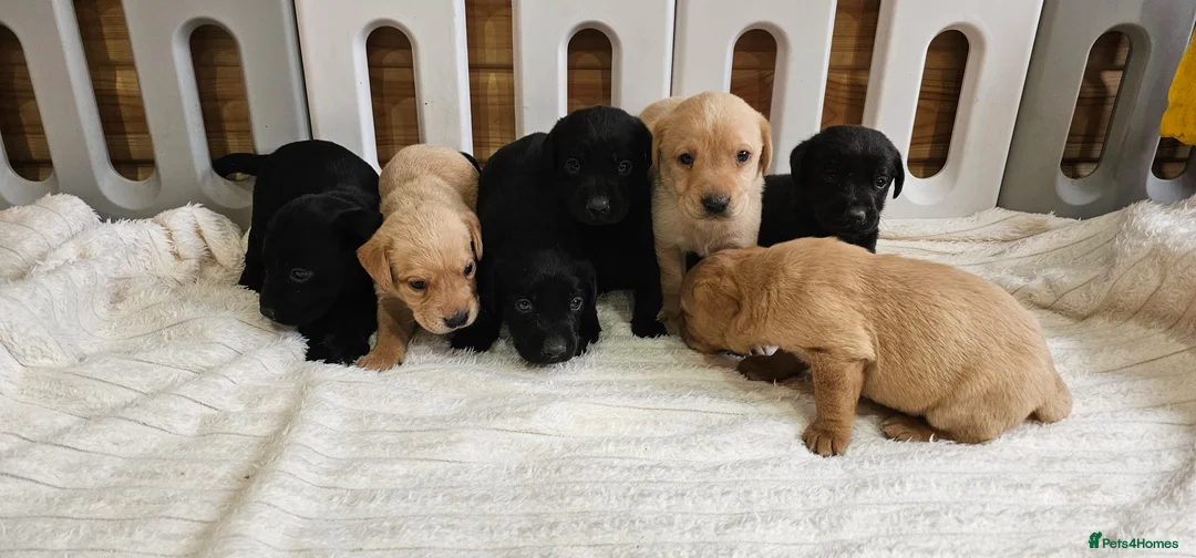 Labrador Retriever dogs for sale: 7 BEAUTIFUL KCREG LABRADORS. HEALTH TESTED PARENTS - Advert 9
