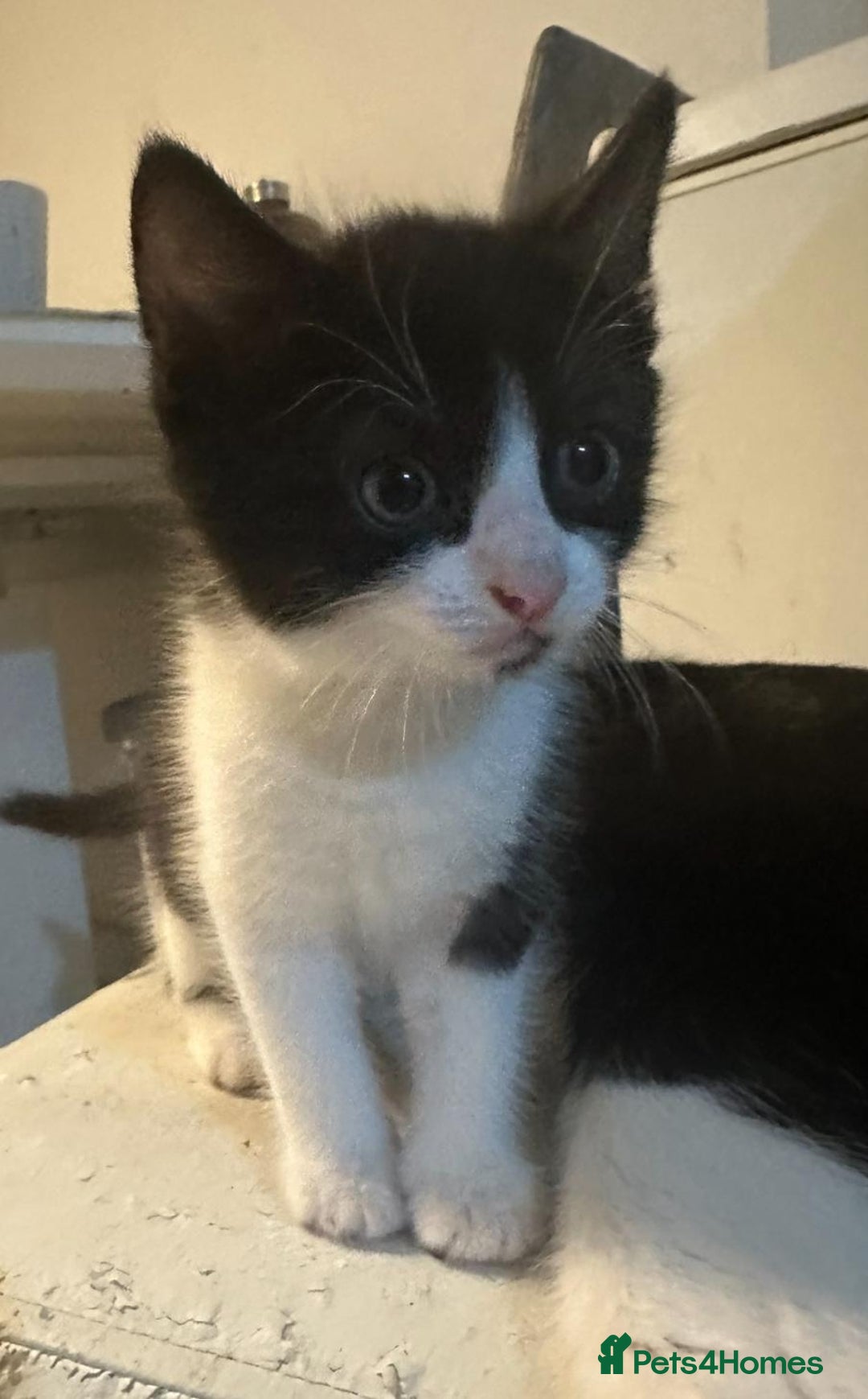 British Shorthair cats for sale: British Shorthair x Striped Tabby Kittens –2 Males - Image 9