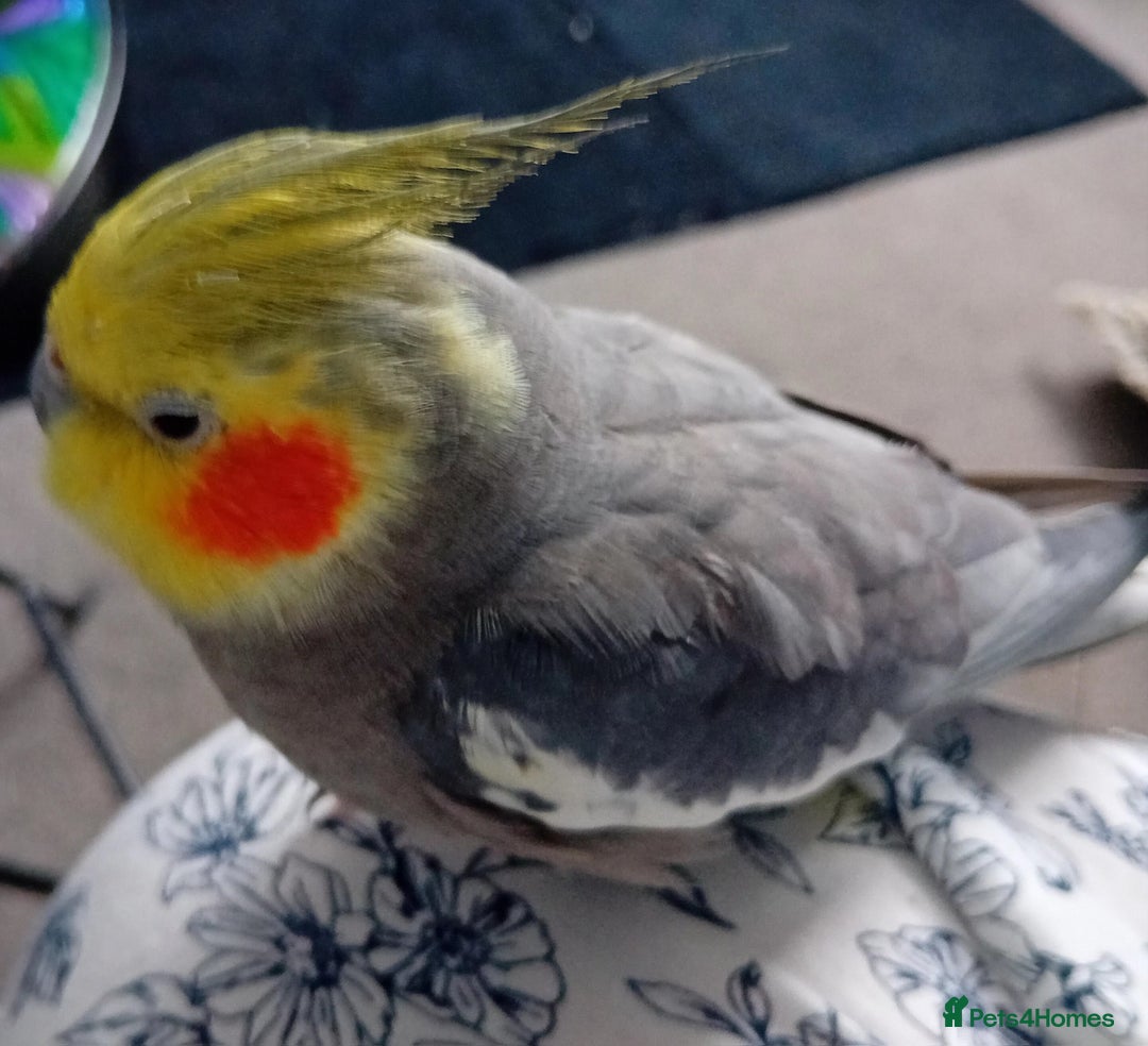 Cockatiels birds for sale: Pair of cockatiels with cage - Image 6