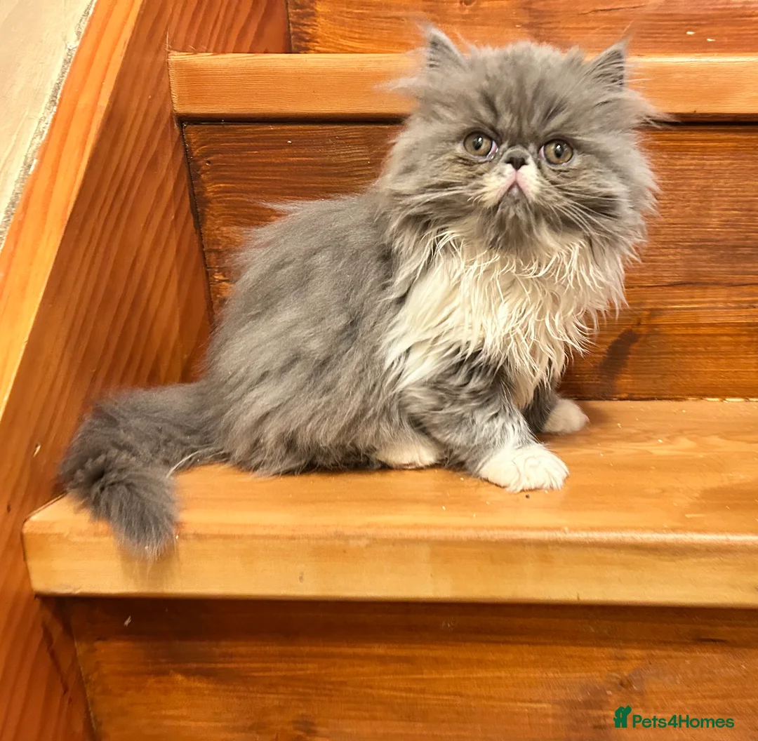 Persian cats for sale: Stunning pedigree Persian kittens - Advert 5