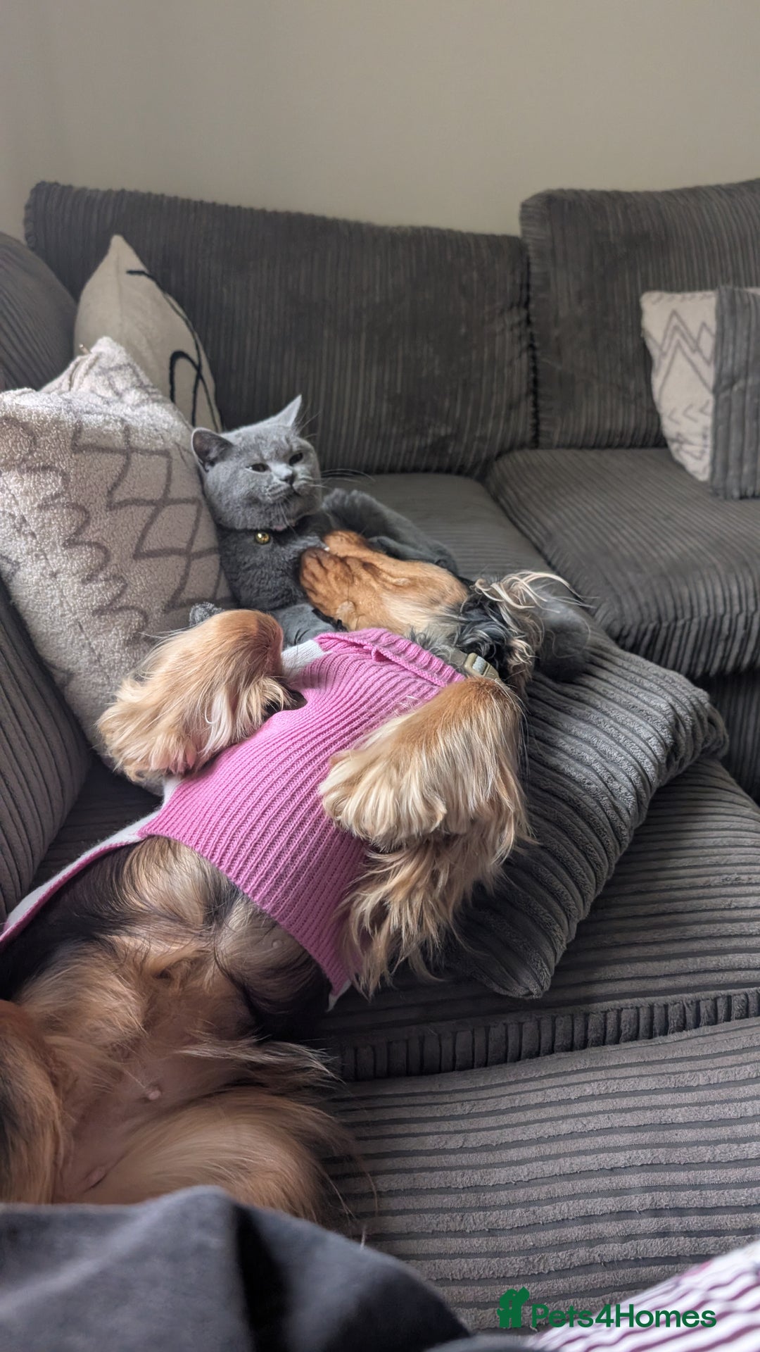 British Shorthair cats for sale: Two sister BSH - Advert 3