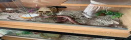 Corn Snake reptiles for sale: Corn Snake (Wild Type) - Advert 13