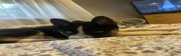 Huskita dogs for stud: Huskita for stud in Corby - Advert 6